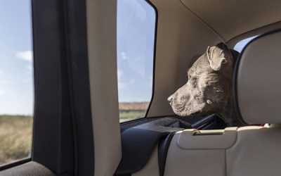 Cómo viajar con tu mascota en el coche