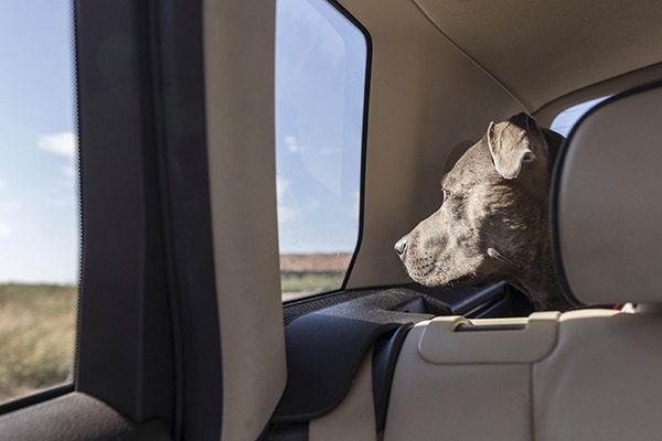 Cómo viajar con tu mascota en el coche